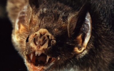 Top 10 động vật hoang dã khiến bạn 'sởn da gà'