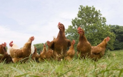 Hà Lan công bố dịch cúm H7N7