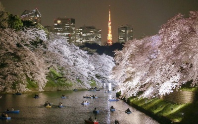 Nhật Bản ngập tràn sắc hoa anh đào