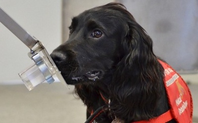 Chó phát hiện ung thư với độ chính xác 98%