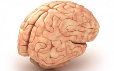 Cơ thể thiếu vitamin E - Gây tổn thương não bộ