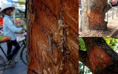 Ai đã 'lột da' hàng loạt cây xanh trên đường phố Hà Nội?