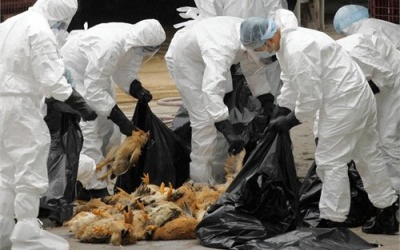 225 người đã tử vong vì cúm A(H7N9)