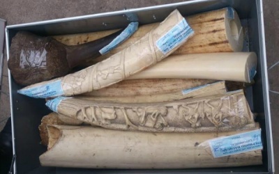 Phát hiện lô sừng tê giác, ngà voi ma mút vận chuyển trái phép về Việt Nam