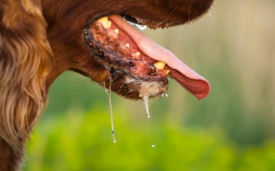 160 người tử vong vì bệnh dại mỗi ngày