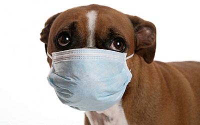 Dịch cúm chó: Từ châu Á lan ra châu Mỹ