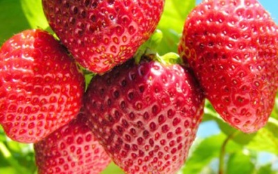 10 thực phẩm giúp sảng khoái tinh thần