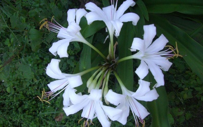 Trinh nữ hoàng cung