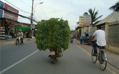 Kinh hoàng chứng kiến nông dân 'tắm' hóa chất, dầu nhớt cho rau muống