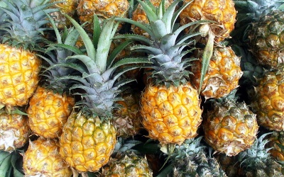 Thương lái Trung Quốc xịt thuốc lạ lên dứa xanh