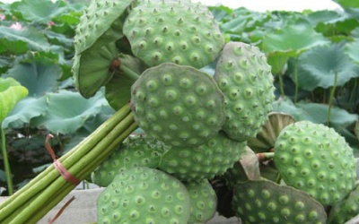 Mẹo bảo quản hạt sen cho cả năm