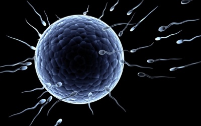 Gene cảm nhận mùi vị liên quan đến việc sản xuất tinh trùng