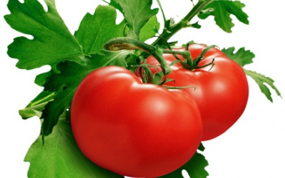 Trị bệnh bằng cà chua