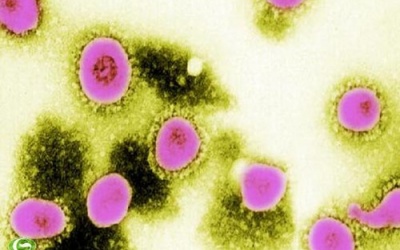 Mối lo từ virus mới 'giống SARS'