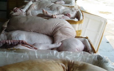 Hơn nửa tấn heo sữa xuất huyết, biến chất suýt lên bàn ăn