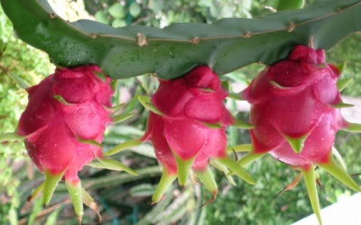 Thanh long Việt Nam sắp trở lại Đài Loan