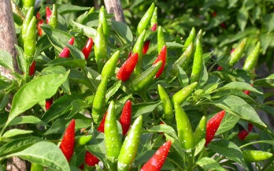 Ớt chỉ thiên - gia vị và bài thuốc