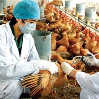 H7N9 sẽ bùng phát trở lại vào mùa thu?