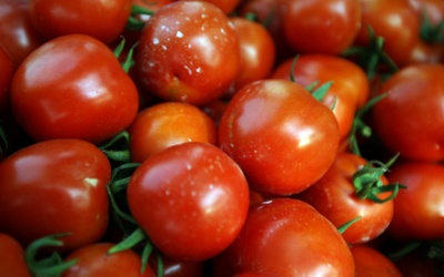 Ăn cà chua cũng lo... teo não