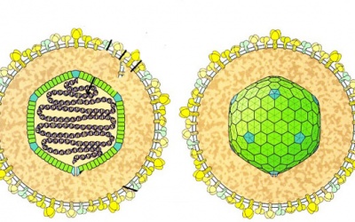 Virus gây ung thư: ngăn ngừa cách nào?