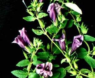 Nhân trần cam thảo có phải là 'bạn tốt'?