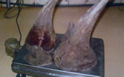 Tê giác lâm nguy: Sự can dự của người Việt