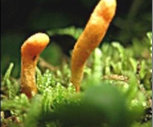 7 tác dụng của Đông trùng hạ thảo theo Tây y