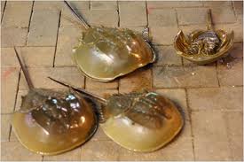 TP.HCM: Cứu sống bé trai ngưng thở do ăn so biển