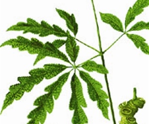 Sâm Ngọc Linh kỳ truyện