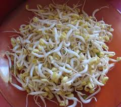 Truy tìm hóa chất sử dụng trong sản xuất giá đỗ