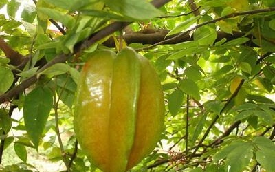 Lá khế trị mề đay thần diệu