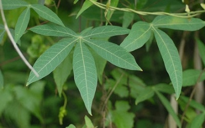 Dân dã lá mì cũng thành đặc sản