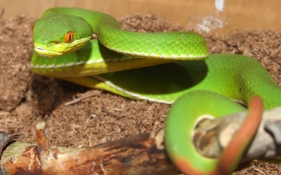 Bé gái bị rắn lục cắn thoát chết