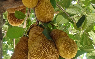 Mít - hữu ích từ thân đến lá