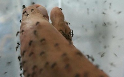 Nuôi muỗi để phòng bệnh...
