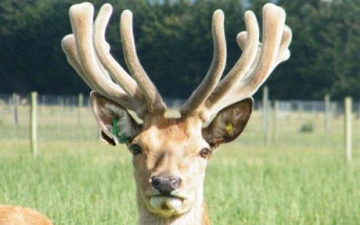 Nhung hươu giúp nam giới thêm sinh lực