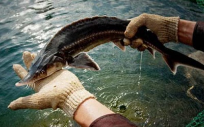 Phó Thủ tướng chỉ đạo 'truy quét' cá tầm, gà lậu