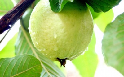 Lá ổi - một búp non, nhiều công dụng