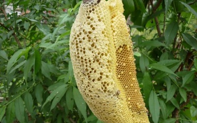 Nhộn nhịp 'chợ' mật ong ruồi... pha nước lã