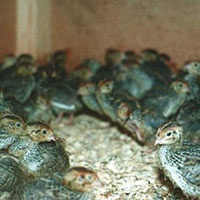 Tiêu huỷ 26.000 chim cút mắc cúm gia cầm