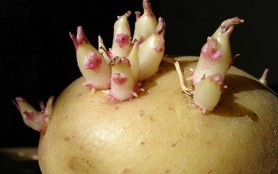 Khoai tây mọc mầm: cực độc!