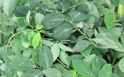 Bà bầu chớ ăn rau ngót