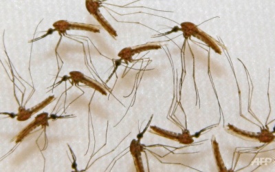 Thử nghiệm thành công vaccine sốt rét