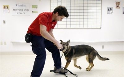 Mỹ: Chó giúp phát hiện sớm… ung thư buồng trứng