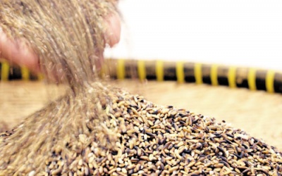 Gạo kháng ung thư?