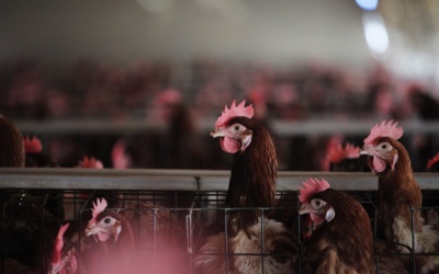 Không có bằng chứng virus cúm A/H7N9 có thể gây đại dịch