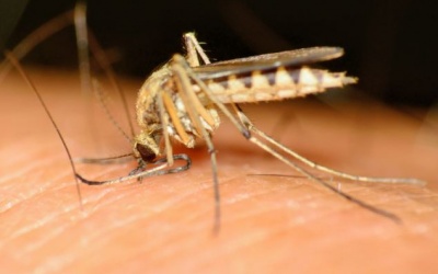 Mỹ điều chế vắcxin miễn dịch 100% với bệnh sốt rét