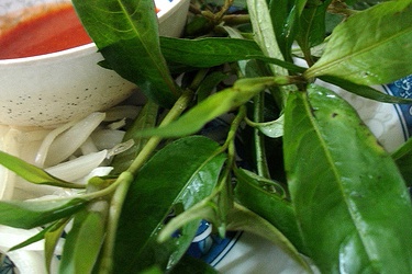 Quý ông chớ ngại rau răm...