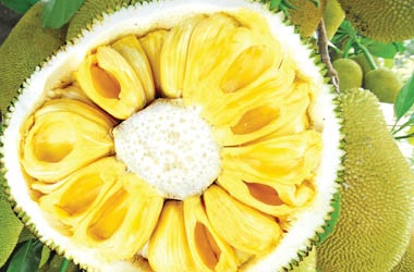 Kể công dùm... trái mít