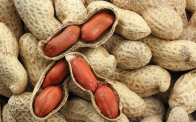 Củ lạc - người bạn 'nói ít làm nhiều'